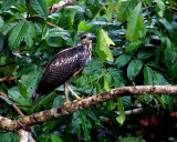 YELLOW-HEADED CARACARA - PERU - 030617