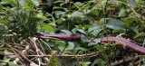 RUSTY WHIPSNAKE - PERU - 030617.jpg