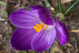 Flower Crocus Close-0160.jpg
