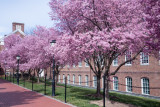 CherryBlossom1-0191.jpg