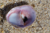 Shell-0345.jpg