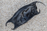 MermaidsPurse-0366.jpg