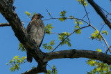 Mrs. Hawk-8081.jpg