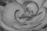 MoreBegoniaExplorationB&W-8199.jpg