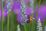 Oh Honey!-1052.jpg