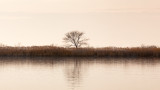 Eastern Neck another Tree another River-4191.jpg