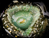 The Dragon Eye-3332.jpg