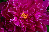 Peonie Three-5200.jpg