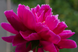 Peonie Too-5198.jpg