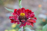 WabiSabiZinnia-6436.jpg