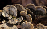 Macro 1-4564.jpg