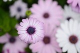 ae118.JPG