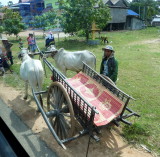 Kampong Tralach - Oxcart ride