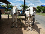 Kampong Tralach - Oxcart ride
