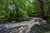 Tollymore Forest Park