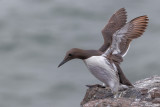 Guillemot