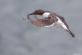 Guillemot