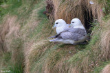 Fulmar boral