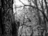 Feuille transparente NB_Transparent leave B&W