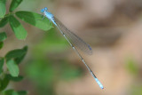 Attenuated Bluet (Enallagma daeckii ) male