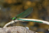 dragonflies_and_damselflies_