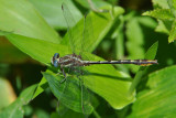 Lancet Clubtail (Gomphus exillis ) male