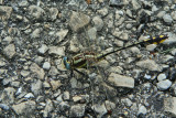 Plains Clubtail (Gomphus externus ) male