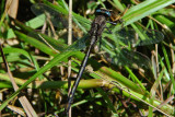 Dusky Clubtail (Gomphus spicatus ) male