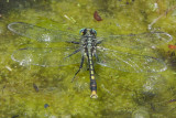 Unicorn Clubtail ( Arigomphus villosipes ) male