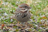 Song Sparrow 