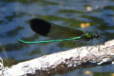 River Jewelwing (Calopteryx aequabilis ) male