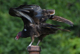raptors