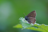 Bruine Eikenpage