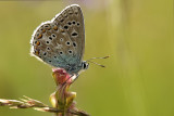 Adonisblauwtje