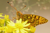 Grote Parelmoervlinder