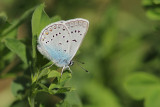Wikkeblauwtje
