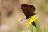 Amandeloogerebia