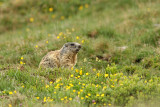 Alpenmarmot