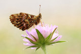 Titanias Parelmoervlinder