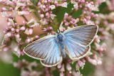 Witstreepblauwtje