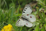 Kleine Apollovlinder