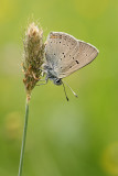 Rode Vuurvlinder