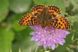 Titanias Parelmoervlinder