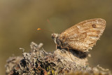 Kleine Heivlinder