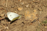Scheefbloemwitje