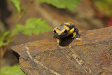Vuursalamander