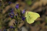 Citroenvlinder