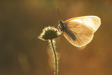 Groot Geaderd Witje