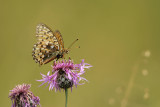 Grote Parelmoervlinder