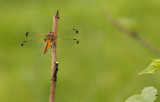 Bruine korenbout - Libellula fulva ♀